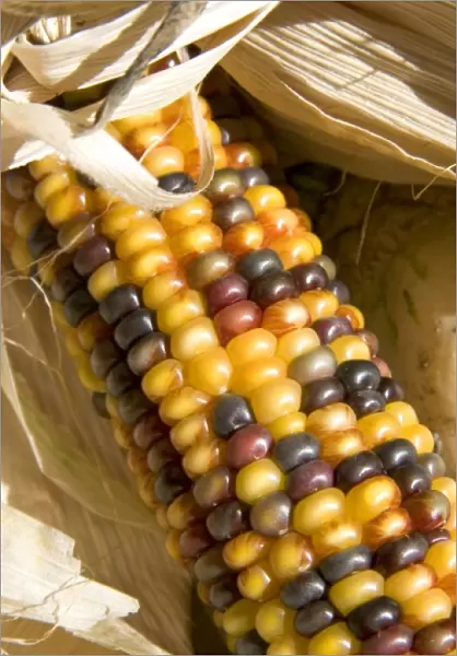Indian corn display at a roadside fruit stand in Fruitland, Idaho