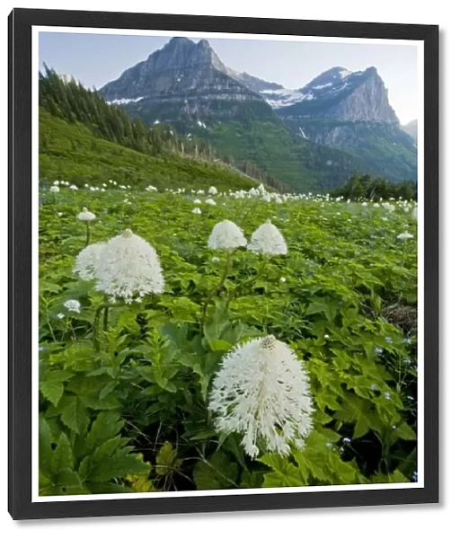 USA, Montana, Glacier National Park. Blooming bear grass with Mt. Oberlin in background