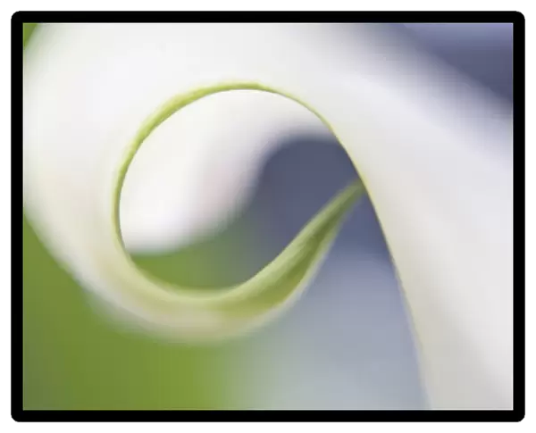 USA, Maine, Harpswell. Close-up of curled calla lily petal