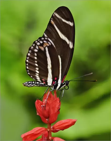 Postman Butterfly, Heliconius melpomene, White River Gardens State Park, Indianapolis