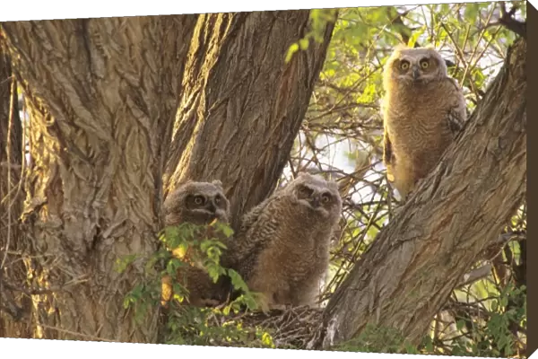 Family of Great Horned Owlets (Bubo virginianus) nest in a Cottonwood Tree. These