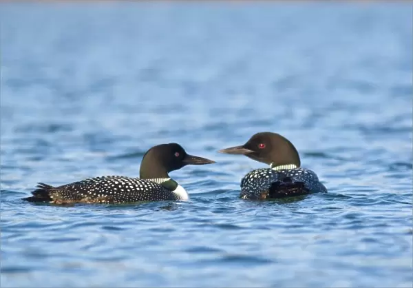 Common Loons in morning light on Whitefish Lake in Montana
