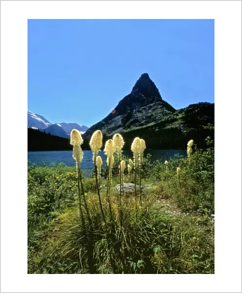 USA, Montana, Glacier NP. Beargrass sways in the breeze at Swiftcurrent Lake, beneath
