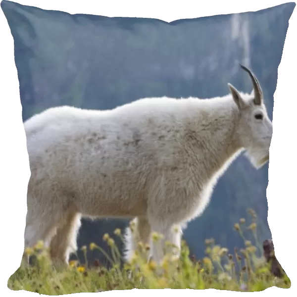 Mountain goat, Waterton Glacier International Peace Park, USA - Canada