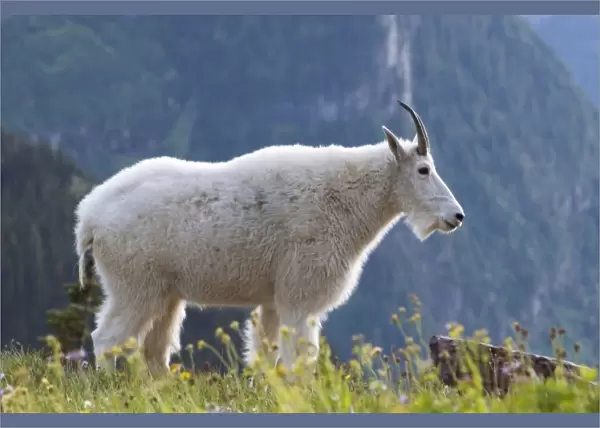 Mountain goat, Waterton Glacier International Peace Park, USA - Canada