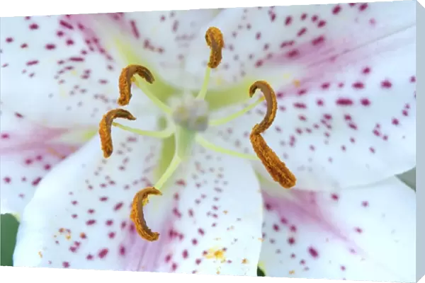 USA; Massachusetts; Stockbridge; Oriental Hybrid lily