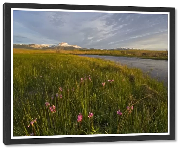 Shooting Stars along the South Fork of Willow Creek with Ear and Choteau Mountains