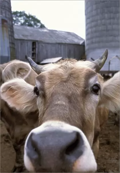 Hampton, NH. A Jersey cow at the Hurd Farm in Hampton, NH. Dairy Farm