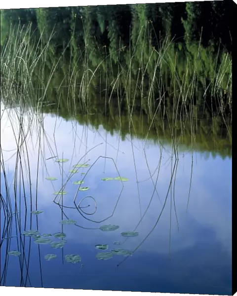 USA, Montana, Kalispell. Reeds reflect in a still pond near Kalispell area, Montana