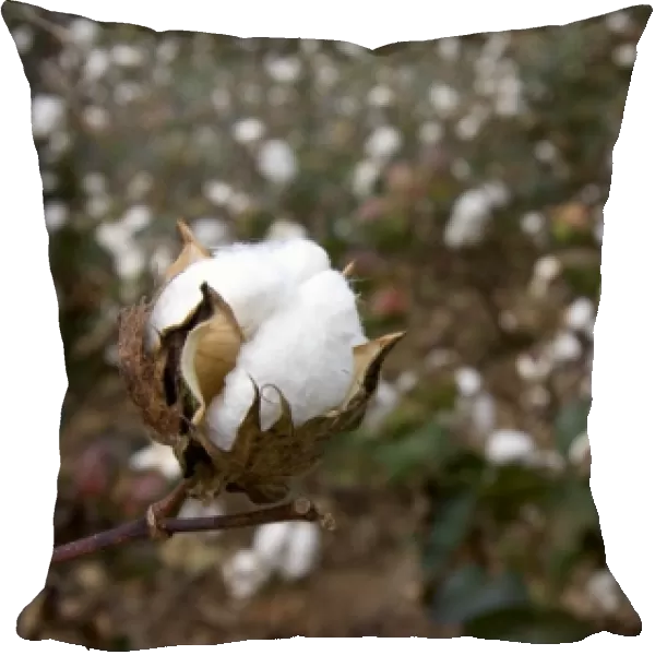 Cotton growing at New Madrid, Missouri