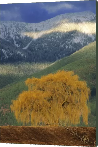 Willow tree in farm field with Swan Mountains in the Flathead Valley of Montana