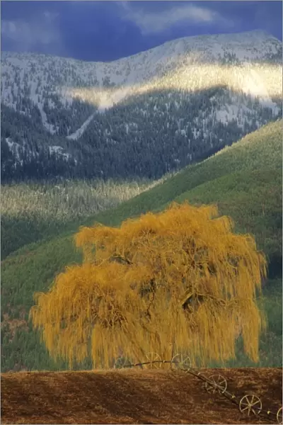 Willow tree in farm field with Swan Mountains in the Flathead Valley of Montana