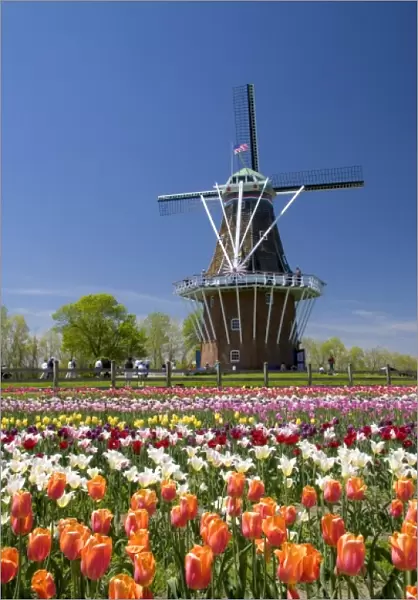 Windmill Island park with tulips in bloom at Holland, Michigan