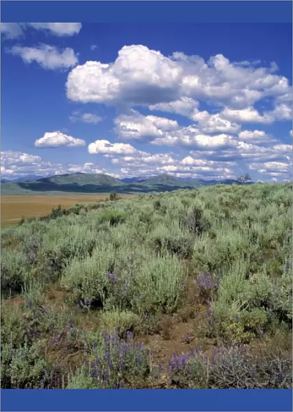 USA, Idaho, Camas Co. Sagebrush and lupine fill the prairie of the Great Basin area in Camas Co