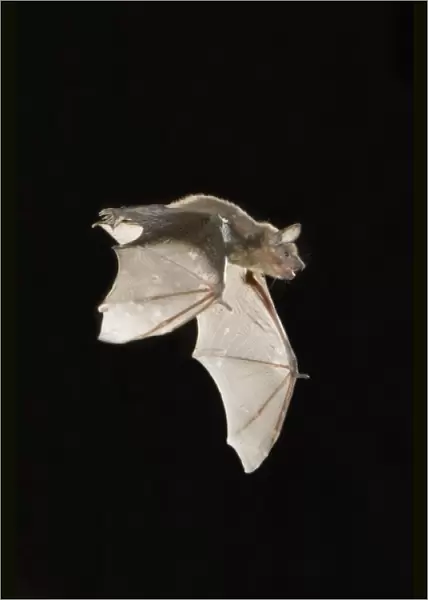 Evening Bat, Nycticeius humeralis, adult in flight leaving Day roost in tree hole
