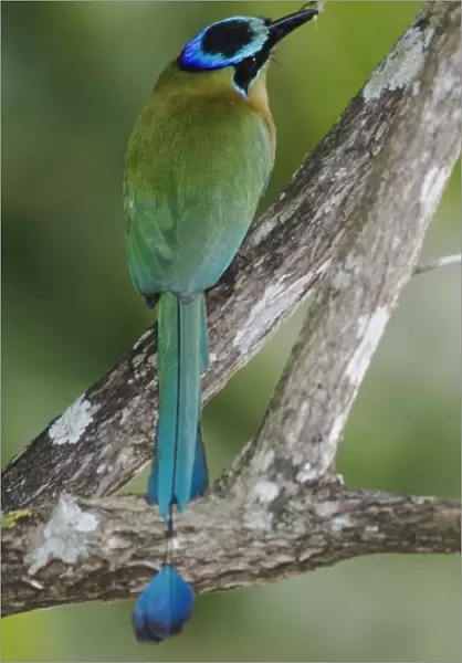 Blue-crowned Motmot, Momotus momota, adult with insect prey, Central Valley, Costa Rica