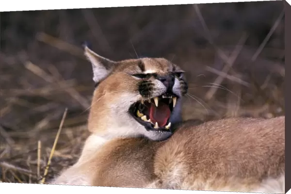 Africa. Snarling Caracal (Felis caracal)