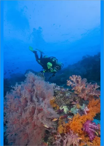 woman scuba diving, profuse and colorful soft corals (Dendronepthya sp. ) Raja Ampat