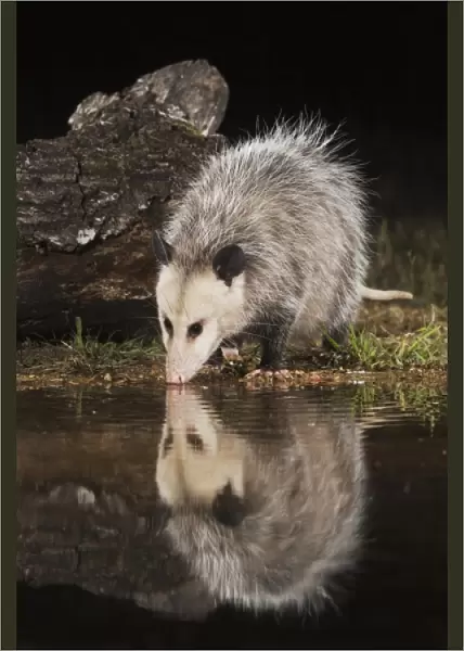 Virginia Opossum, Didelphis virginiana, adult at night drinking, Uvalde County, Hill Country