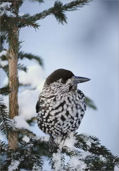 Spotted Nutcracker (Nucifraga caryocatactes), adult perched on Norway spruce ruffled