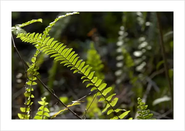 Ferns in the Florida Everglades
