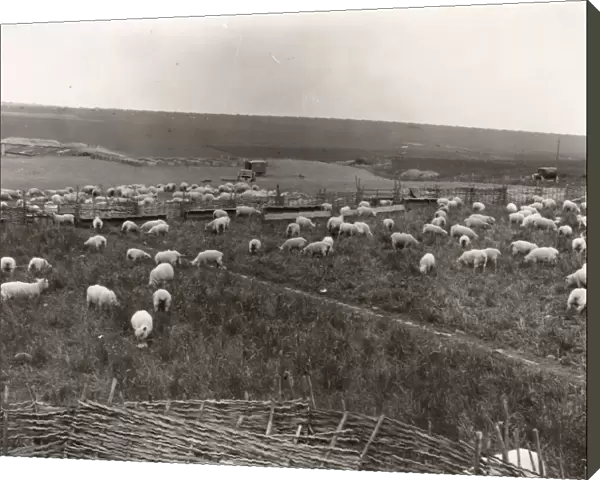 Southdown sheep, winners of the Southdown Flock competition, May 1938