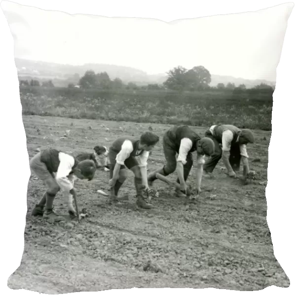 Cabbage planting on Dallyns Farm, June 1935
