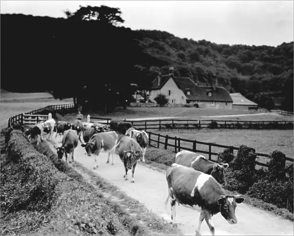 Cows in road near Graffham, August 1933