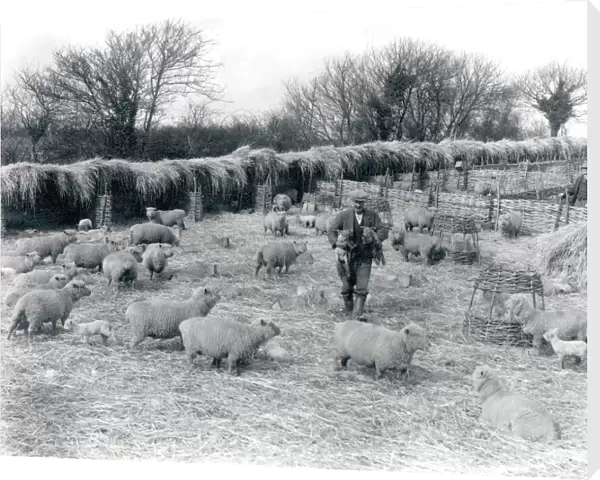 Sheepfold in Sullington, March 1934