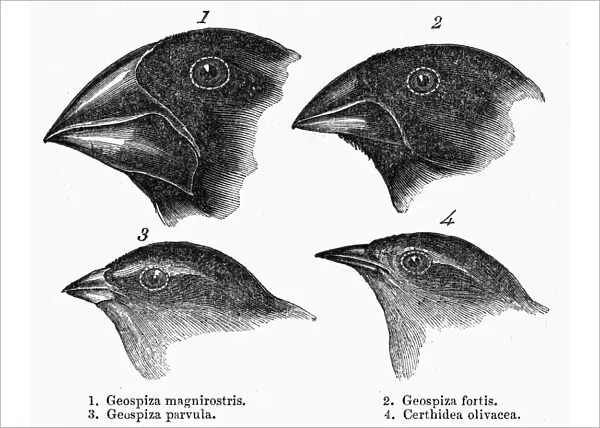 The page from a 19th century edition of Charles Darwins Journal of Researches, wherein the gradation in the size of the beaks of the Galapagos finches is noted