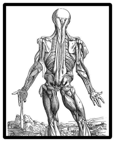 The twelfth plate of the muscles. Woodcut from the second book of Andreas Vesalius De Humani Corporis Fabrica, published in 1543 at Basel, Switzerland