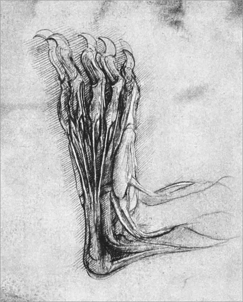 The sole of the hind foot of a bear. Drawing by Leonardo da Vinci, c1490-1493
