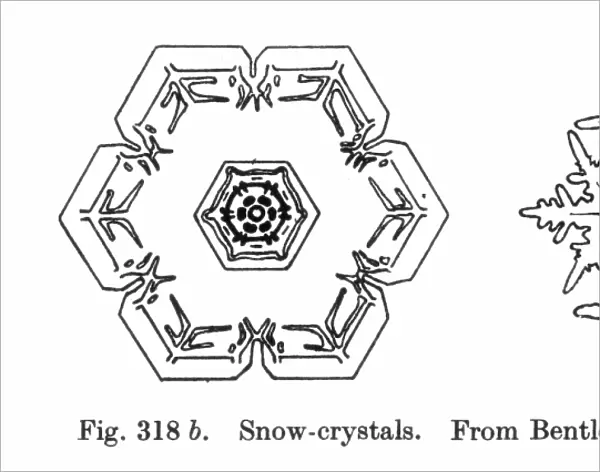 Diagram of snow crystals or snow flowers; line engraving