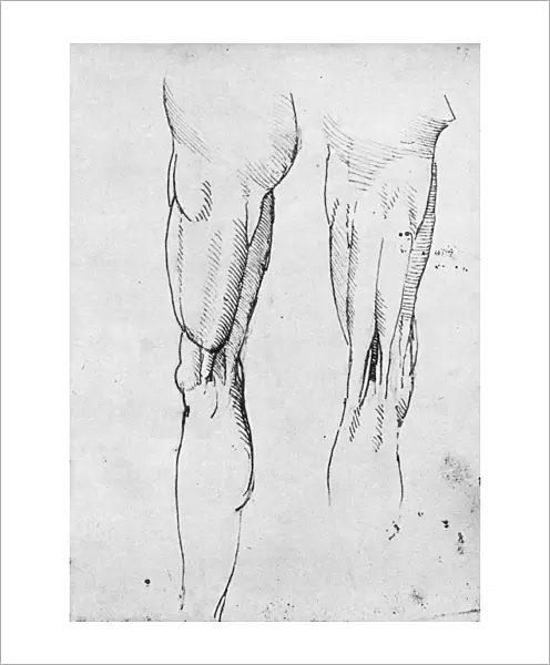Superficial muscles of the thigh. Drawing, c1504-1506, by Leonardo da Vinci