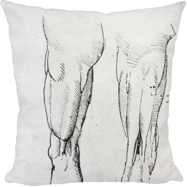 Superficial muscles of the thigh. Drawing, c1504-1506, by Leonardo da Vinci