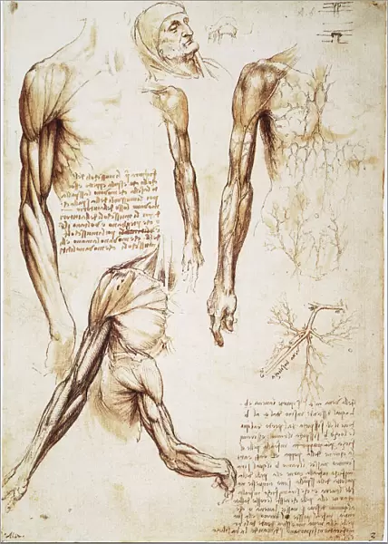 Pen and ink studies by Leonardo da Vinci, c1510, of the muscles of the arm and the superficial vessels