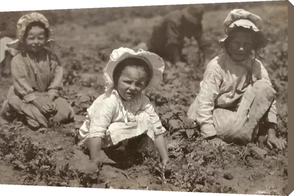 SUGAR BEET WORKERS, 1915. Child siblings working on a family sugar beet farm, Sugar City