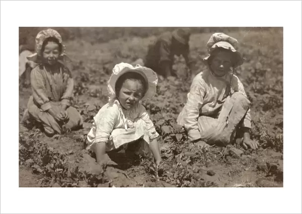 SUGAR BEET WORKERS, 1915. Child siblings working on a family sugar beet farm, Sugar City