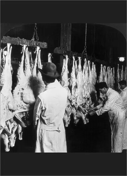 CHICAGO: MEATPACKING. Factory workers washing and tagging freshly killed lamb at the Swift