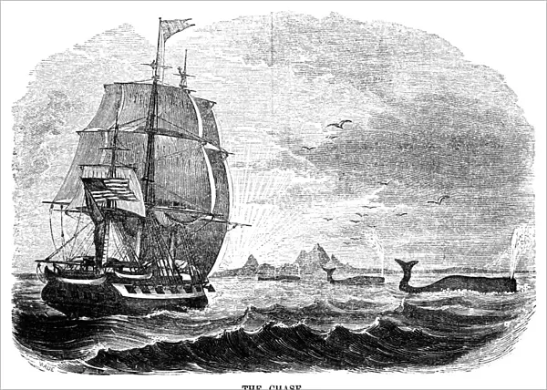 WHALING, 1855. The Chase. An American whaling ship approaching a pod of whales