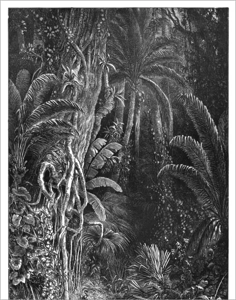 FOREST, 1872. A Tropic Forest. Engraving by Granville Perkins, 1872