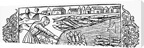 HERRING FISHING, 1555. Landing herring in Scandianvian waters