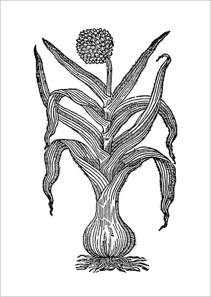 MOUNTAIN GARLIC, 1597. Great Mountain Garlic (Allium victorialis)
