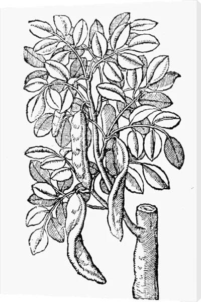 BOTANY: CAROB TREE, 1633. Ceratonia siliqua. Woodcut from Thomas Johnsons edition