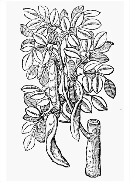 BOTANY: CAROB TREE, 1633. Ceratonia siliqua. Woodcut from Thomas Johnsons edition