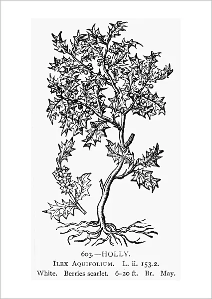 HOLLY TREE, 1581. Ilex aquifolium. Woodcut
