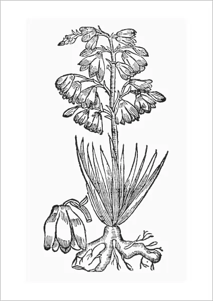 BOTANY: ADAMs NEEDLE. Yucca integrissima. Woodcut, 1543