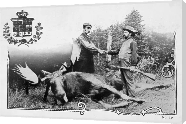 HUNTING: MOOSE. Moose hunting in New Brunswick, Canada. Canadian postcard, c1907