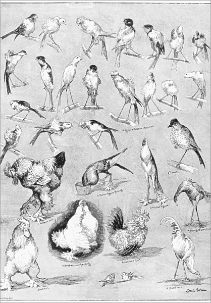 ORNITHOLOGY, 1889. Natures Fitful Moments. Sketches at the National Poultry Show