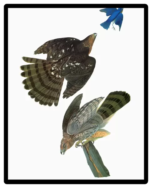 AUDUBON: HAWK. Coopers Hawk (Accipiter cooperii)